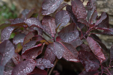 Smoke bush (Cotinus Royal Purple)
