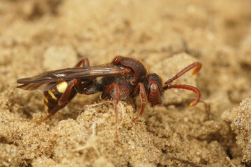 Closeup on a female of the Panzer's Nomad bee, Nomada panzeri sitting on the ground