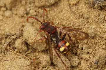 Closeup on a female of the Panzer's Nomad bee, Nomada panzeri sitting on the ground