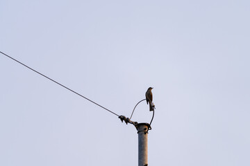 Brown-eared bulbul is sitting on a power cable and looking back. Close-up, selective focus