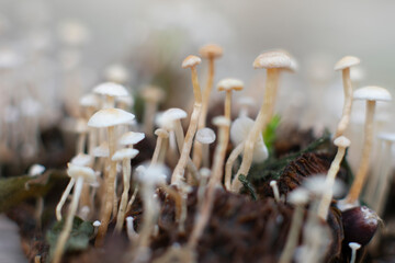 Macro photo of tiny mushrooms in the forest.Botanical natural background
