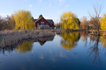 Fototapeta na wymiar pond bordered by wetlands and tall reeds with red farm building and willows at nature center