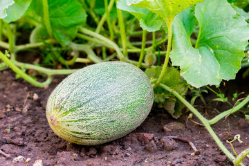 Mature, ripe melon growing on garden bed summertime. Harvesting, cultivation organic vegetables,superfood