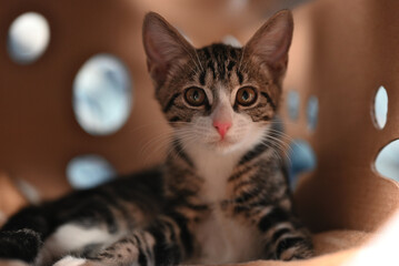 Ocicat kitten in a cardboard box and looking directly at the camera