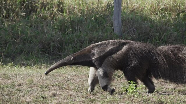 giant anteater walking over a meadow of a farm in the southern Pantanal. Myrmecophaga tridactyla, also ant bear, is an insectivorous mammal native to Central and South America.