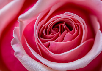The petals of a rose