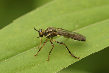 Closeup of a Striped-legged Robber Fly, Dioctria hyalipennis on a green background