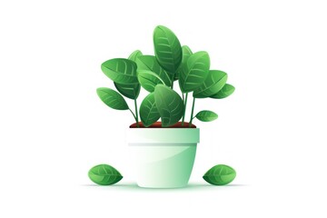 Money plant icon on white background