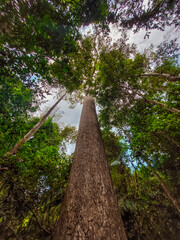 Fototapeta premium Photo up to the tree top shot from below. Treetops seen from a low angle. Green forest. Tree with green Leaves and sun light. Bottom view background. Looking Up In Beautiful Forest Trees Woods.