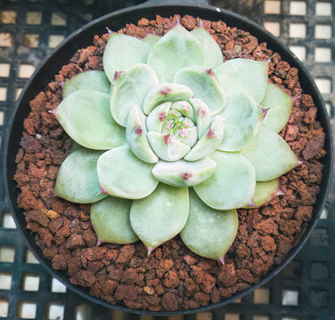 Ornamental plant succulent Cactus ,Echeveria elegans ,Rose Cabbage, thick-leaved rosettes, Echeveria Apus, Shaped rose petals ,family Crassulaceae
