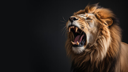 Angry lion roaring with open mouth isolated on gray background - obrazy, fototapety, plakaty