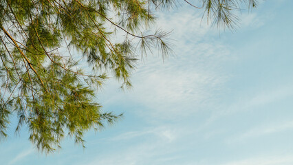 Looking up pine trees crowns branches in woods or forest. Bottom view wide angle background photo....