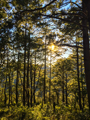 Summer forest with bright sun shining through the trees. Wooded forest trees backlit by golden sunlight before sunset with sun rays pouring through trees on forest floor illuminating tree branches.