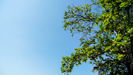 Malabar tree with green leaf. Viewed from under the tree, green leaves on a blue background