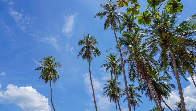 Tropical landscape with palm trees and blue sky with white clouds. coconut tree clear blue sky