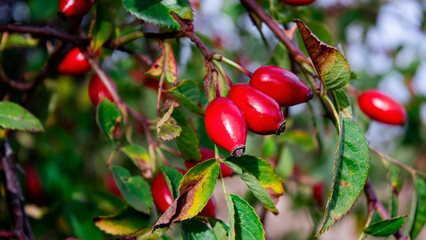 A green thorny rosehip bush with red fruits. Bright red bunch of rosehip fruits.