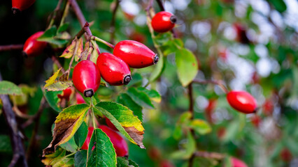 Close-up. Medicinal plant. A green thorny rosehip bush with red fruits. Bright red bunch of rosehip fruits.
