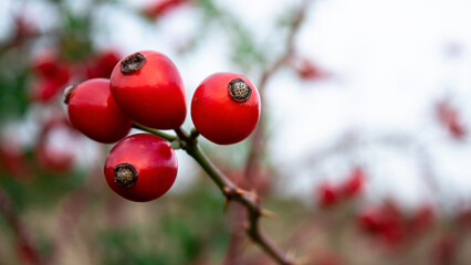 Fototapeta premium Close-up Ripe red rose hips. A green thorny rosehip bush with red fruits. Medicinal plant.