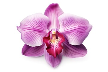 Orchid icon on white background