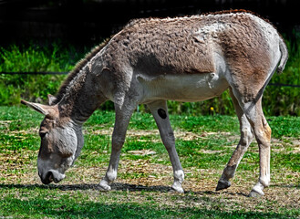 Naklejka na ściany i meble Kulan grazing on the lawn. Latin name - Equus hemionus. Also known as asian wild donkey 