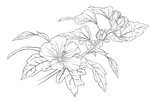 Vector monochrome composition of hibiscus branches with leaves and flowers. botanical hand drawn illustration of flowers, leaves and buds. coloring