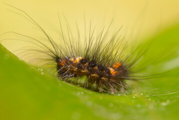 hairy caterpillar crawling on a green leaf