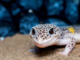 ヒョウモントカゲモドキのアップ