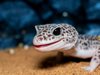 ヒョウモントカゲモドキのアップ