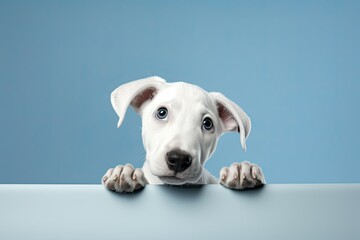 Obraz premium jack russell terrier