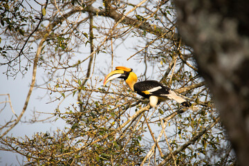 Great Horn bill male bird perched on a tree