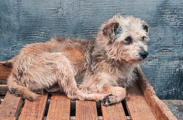 Sad dog in shelter waiting to be rescued and adopted to new home. Shelter for animals concept
