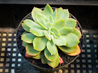 Ornamental plant succulent Cactus ,Echeveria elegans ,Rose Cabbage, thick-leaved rosettes,...