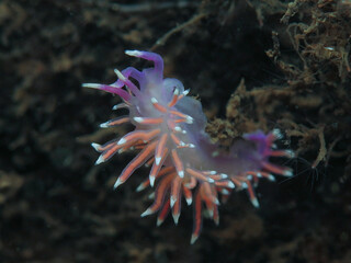 Flabellina pedata