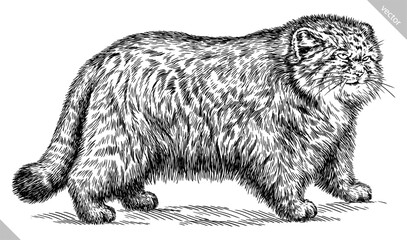 Vintage engraving isolated manul set illustration ink sketch. Palla's cat background silhouette kitten art. Black and white hand drawn vector image © Turaev
