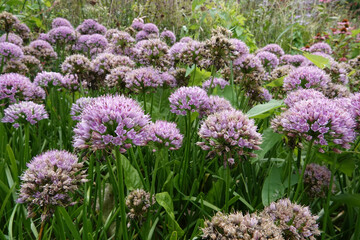 Closep on a vibrant purple blossoming ornamental onions , Allium, in a gardening flowerbed