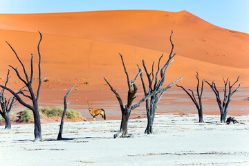 The orange dunes of Sossusvlei