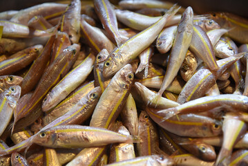 frischer Fisch auf Fischmarkt in Izmir