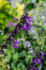 Close up of salvia amistad flowers in bloom