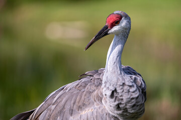 close-up of a sandhill crane