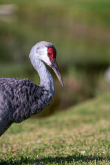 close-up sandhill crane 