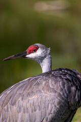 close up of a sandhill crane