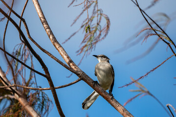bird on a branch