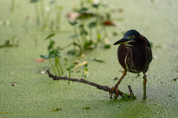 green heron on a branch
