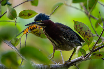 green heron bird