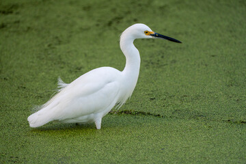 Egret in the swamp