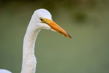 Egret portrait 