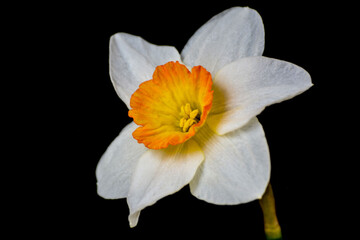 Fototapeta premium white narcissus isolated on black