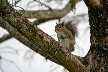 squirrel on a tree branch