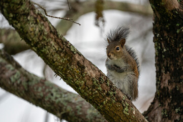 squirrel on a branch