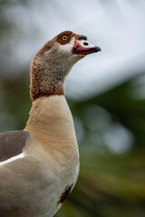 close up of an Egyptian Goose